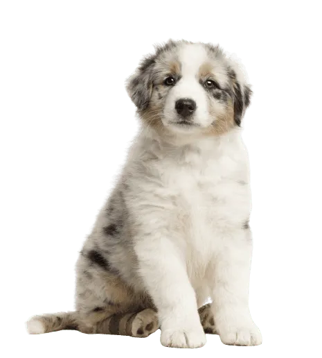 Australischer Schäferhund Welpe