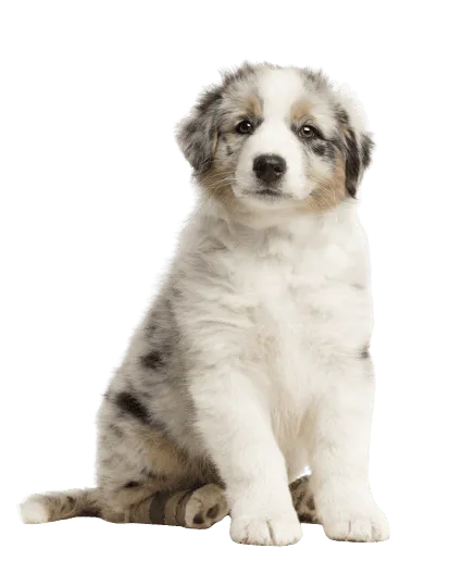 Australischer Schäferhund Welpe