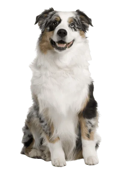 Australischer Schäferhund Junghund