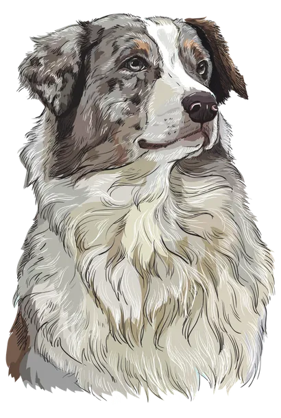 Australian Shepherd - Gesundheit