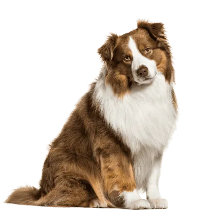 Bild für Australian Shepherd