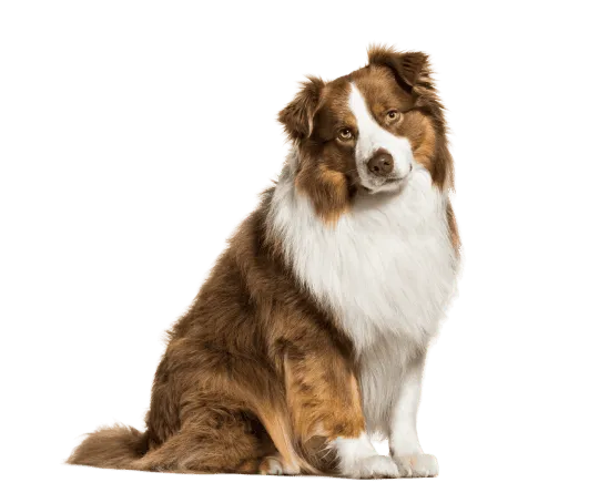 Australian Shepherd Bild