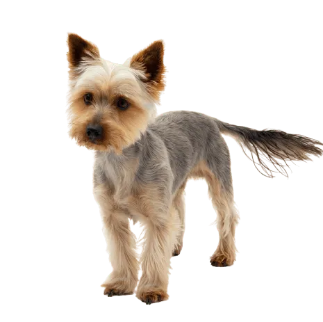 Australian Silky Terrier