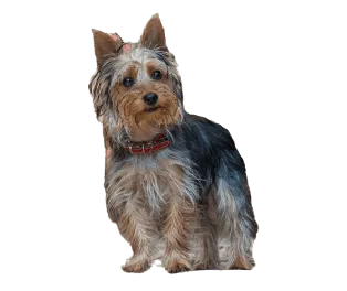 Australian Silky Terrier