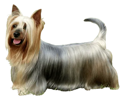 Australian Silky Terrier