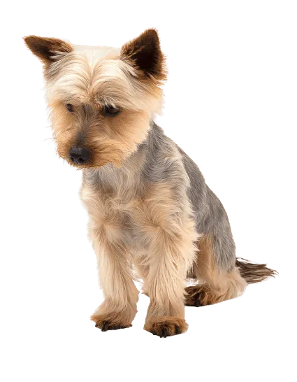 Australian Silky Terrier