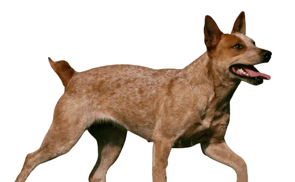 Australian Stumpy Tail Cattle Dog Bild