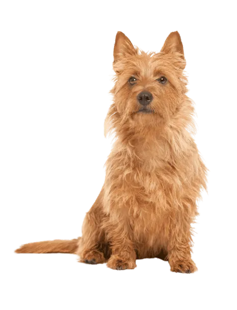 Australian Terrier