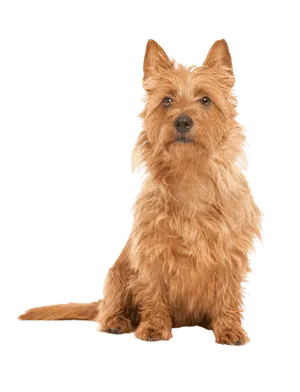 Australian Terrier