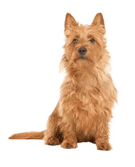 Australian Terrier