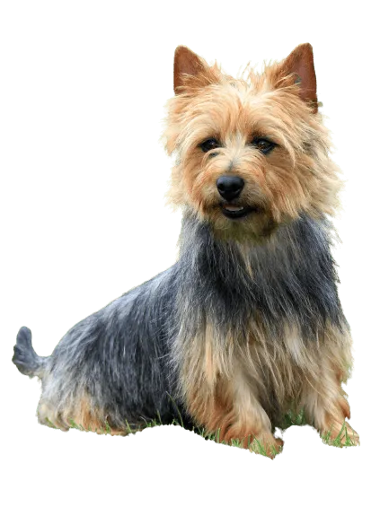 Australian Terrier