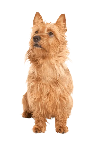 Australian Terrier