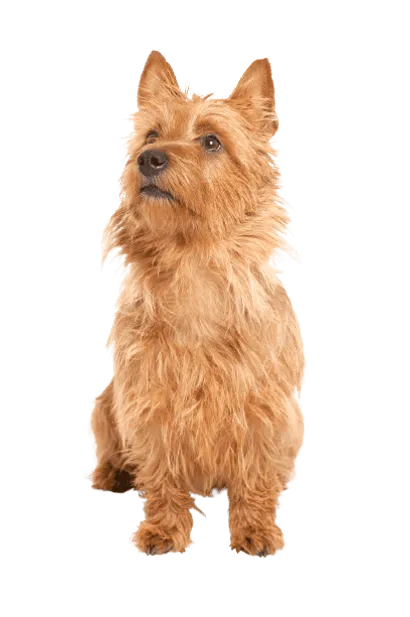 Australian Terrier
