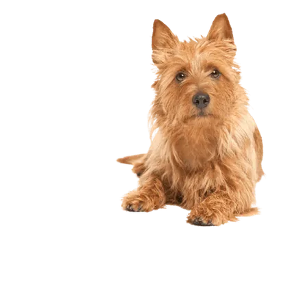 Australian Terrier