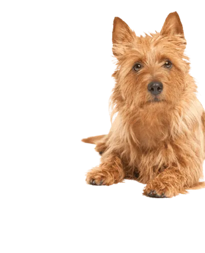 Australian Terrier