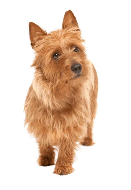 Australian Terrier