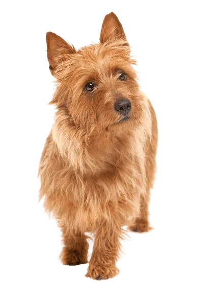 Australian Terrier