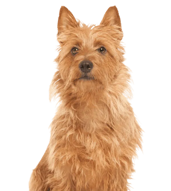 Australian Terrier