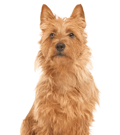 Australian Terrier