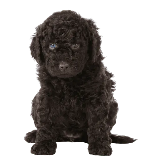 Barbet