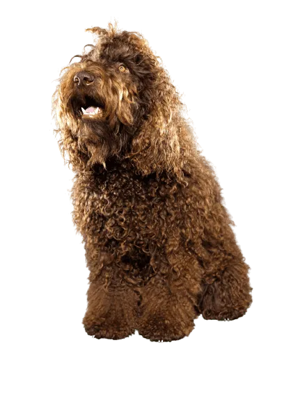 Barbet