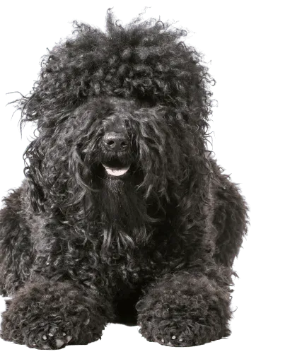Barbet