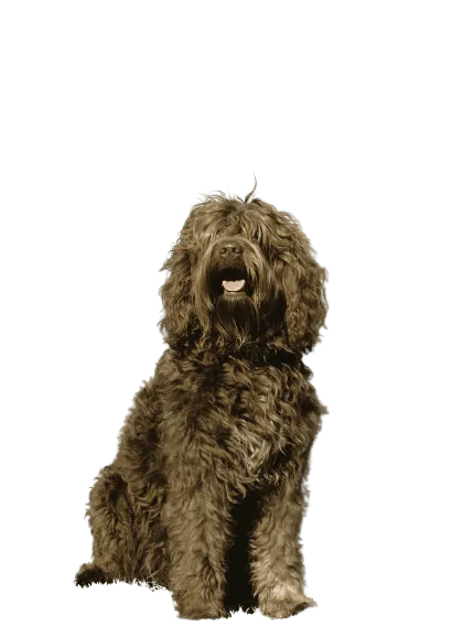 Barbet