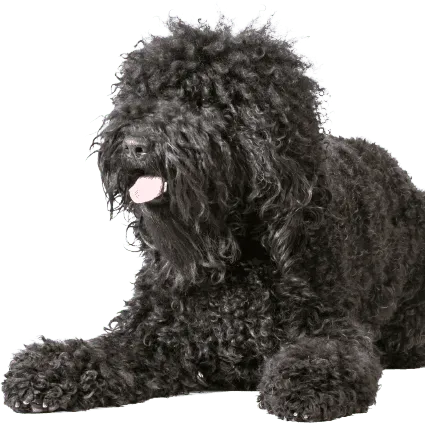 Barbet