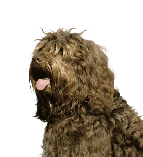 Barbet