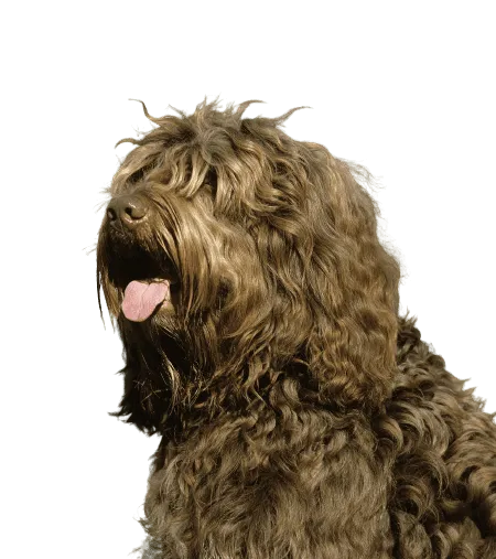 Barbet
