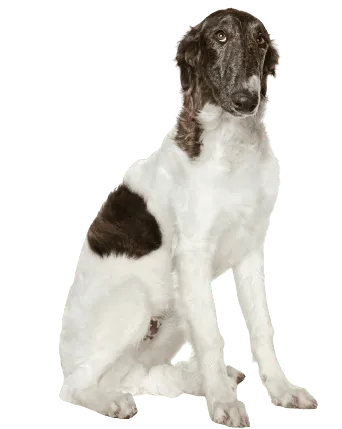 Barzoi, also spelled Barsoi