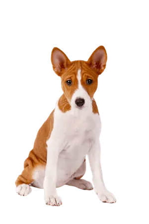 Basenji (2)