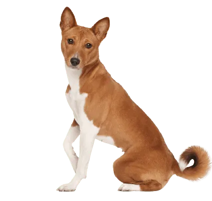 Basenji (3)