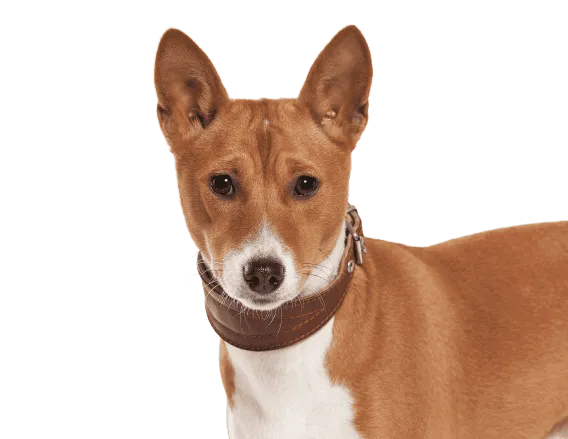 Basenji Bild