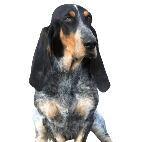 Basset Bleu de Gascogne Bild