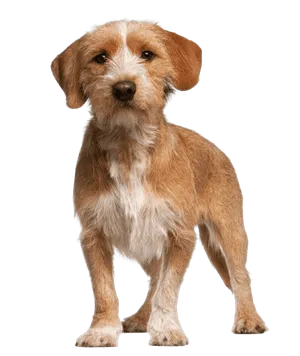 Basset Fauve de Bretagne