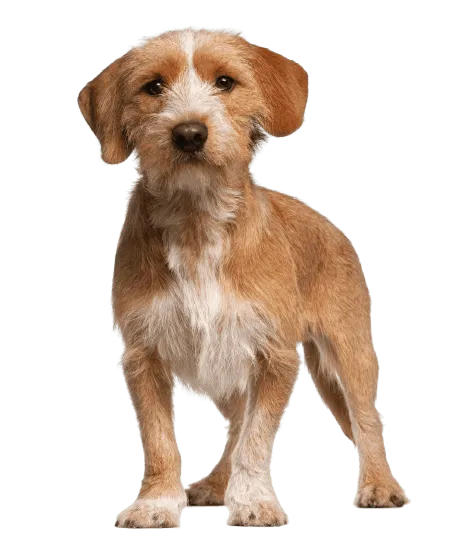 Basset Fauve de Bretagne