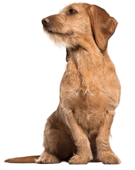Basset Fauve de Bretagne