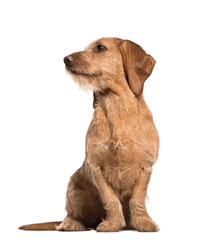 Basset Fauve de Bretagne