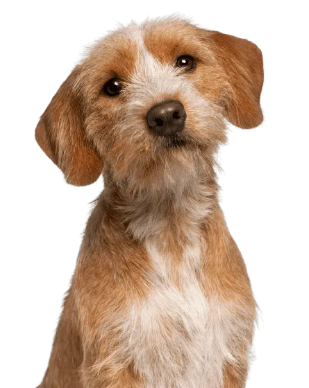 Basset fauve de Bretagne Bild