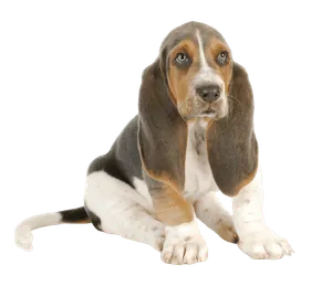 Basset Hound (7)