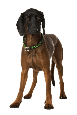 Bayerischer Gebirgsschweißhund (6)