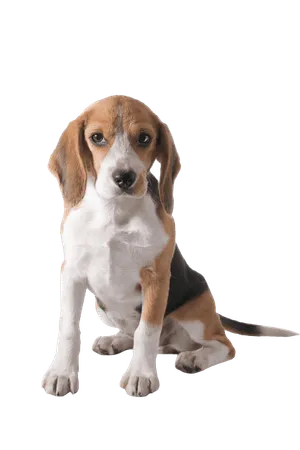 Beagle Puppy