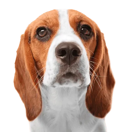 Bild für Beagle