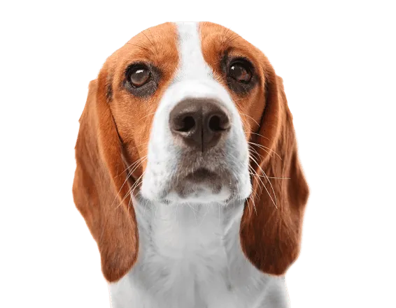 Beagle Bild