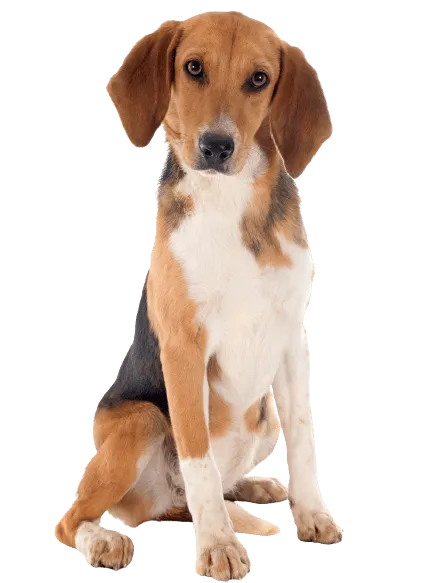 Beagle-Harrier Bild