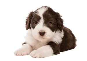 Bearded Collie Puppy