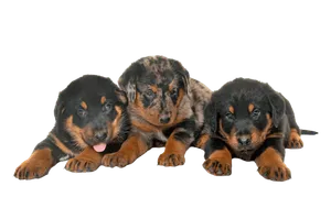 Beauceron