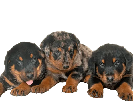 Beauceron