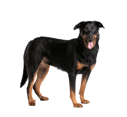 Beauceron